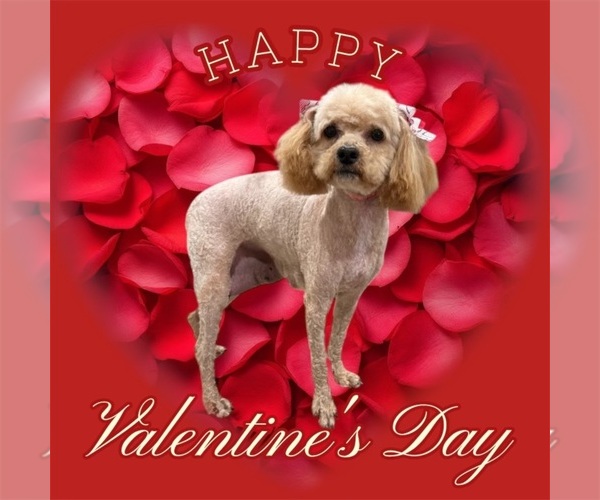 Medium Photo #4 Poodle (Toy) Breeder Profile in MADERA, CA, USA