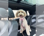 Small Photo #6 Goldendoodle Breeder Profile in GIBSONTON, FL, USA