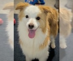 Small Photo #3 Border Collie Breeder Profile in NAVARRO, TX, USA