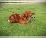 Small Photo #5 Golden Retriever Breeder Profile in BAYARD, NE, USA