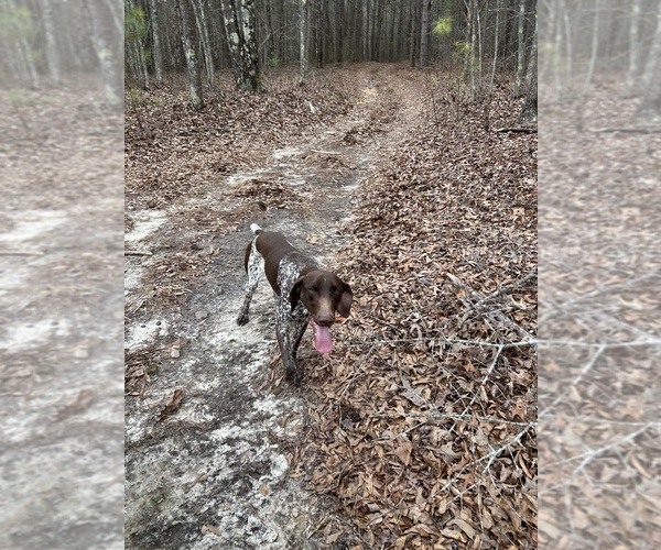 Medium Photo #1 German Shorthaired Pointer Breeder Profile in TEMPLE, GA, USA