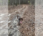Small Photo #1 German Shorthaired Pointer Breeder Profile in TEMPLE, GA, USA