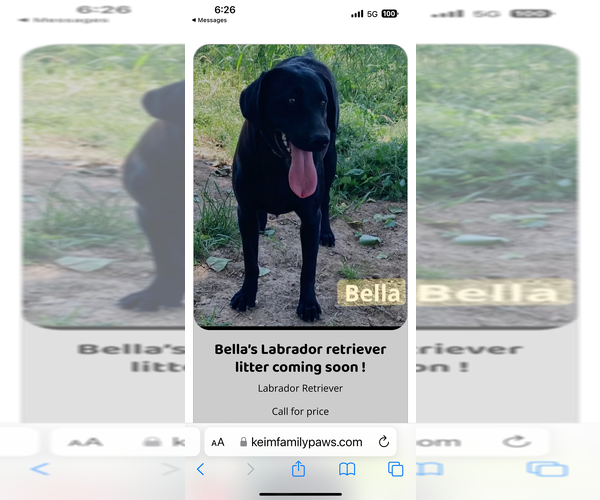Medium Photo #5 Labrador Retriever Breeder Profile in FREDERICKSBG, OH, USA