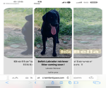 Small Photo #5 Labrador Retriever Breeder Profile in FREDERICKSBG, OH, USA