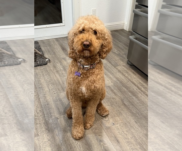 Medium Photo #4 Goldendoodle Breeder Profile in OAKLAND, CA, USA