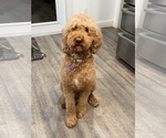 Small Photo #4 Goldendoodle Breeder Profile in OAKLAND, CA, USA