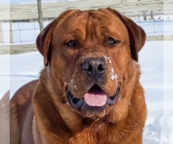 Medium Photo #2 Labrador Retriever Breeder Profile in BLUFF DALE, TX, USA