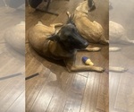 Small Photo #3 Belgian Malinois Breeder Profile in ATHENS, AL, USA