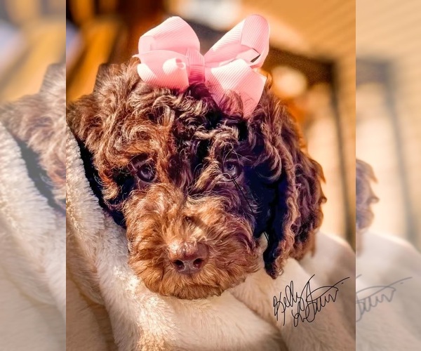 Medium Photo #1 Goldendoodle Breeder Profile in AURORA, IL, USA