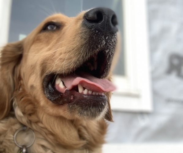Medium Photo #8 Golden Retriever Breeder Profile in ROCHESTER, MN, USA