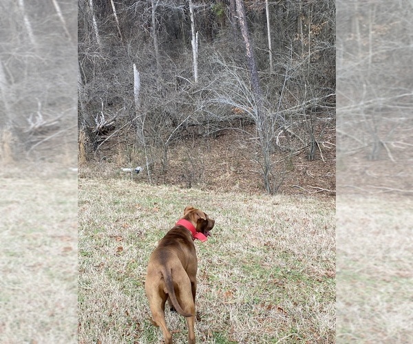 Medium Photo #7 American Pit Bull Terrier Breeder Profile in CHARLOTTE, NC, USA