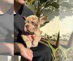 Small Photo #1 French Bulldog Breeder Profile in SAN DIEGO, CA, USA