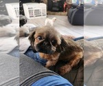 Small Photo #1 Shih Tzu Breeder Profile in HENDERSONVILLE, TN, USA