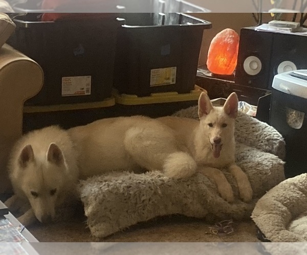 Medium Photo #14 Swiss Shepherd-Timber Wolf Mix Breeder Profile in MAD RIVER, CA, USA