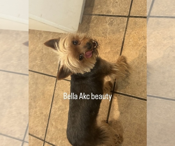 Medium Photo #1 Yorkshire Terrier Breeder Profile in RIVERSIDE, CA, USA