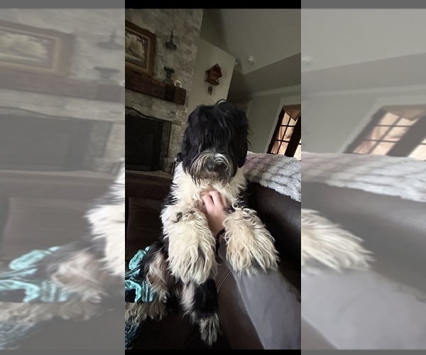 Medium Photo #12 Portuguese Water Dog Breeder Profile in BAYTOWN, TX, USA