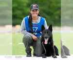 Small Photo #2 German Shepherd Dog Breeder Profile in LAKE ELSINORE, CA, USA