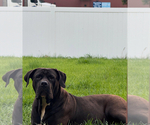 Small Photo #10 Boerboel Breeder Profile in BELLEVUE, NE, USA