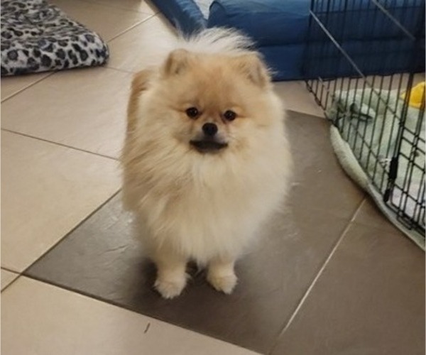 Medium Photo #2 Pomeranian Breeder Profile in MENIFEE, CA, USA