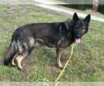 Small Photo #2 German Shepherd Dog Breeder Profile in NEWVILLE, PA, USA