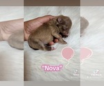 Small Photo #4 Pomeranian Breeder Profile in JOLIET, IL, USA