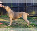 Small Photo #9 Cane Corso Breeder Profile in BEAVERDAM, VA, USA