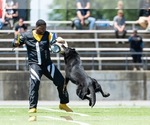 Small Photo #8 German Shepherd Dog Breeder Profile in LAKE ELSINORE, CA, USA