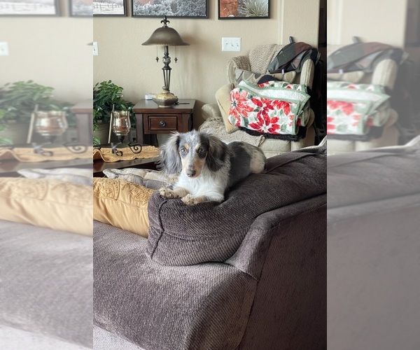 Medium Photo #1 Dachshund Breeder Profile in COLORADO SPRINGS, CO, USA