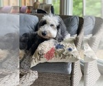 Small Photo #2 Sheepadoodle Breeder Profile in STALEY, NC, USA