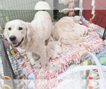 Small Photo #7 English Cream Golden Retriever Breeder Profile in MEDFORD TOWNSHIP, NJ, USA
