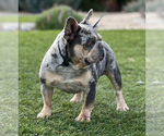 Small Photo #4 French Bulldog Breeder Profile in IRVINE, CA, USA
