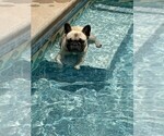 Small Photo #15 French Bulldog Breeder Profile in OPP, AL, USA