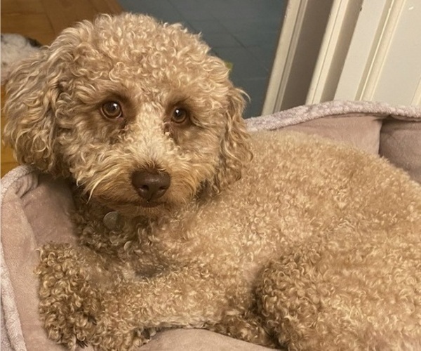 Medium Photo #1 Poochon Breeder Profile in AUBURN, MA, USA