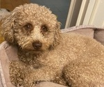Small Photo #1 Poochon Breeder Profile in AUBURN, MA, USA