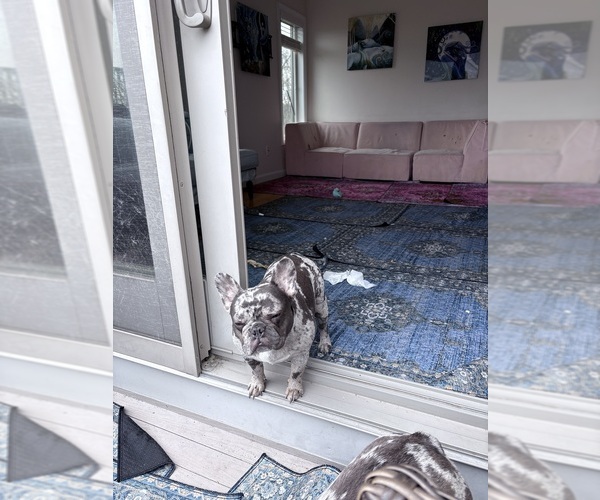 Medium Photo #4 French Bulldog Breeder Profile in NARRAGANSETT, RI, USA