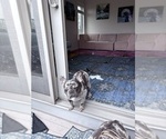 Small Photo #2 French Bulldog Breeder Profile in NARRAGANSETT, RI, USA