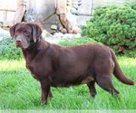 Small Photo #1 Labrador Retriever Breeder Profile in SYRACUSE, IN, USA