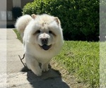 Small Photo #5 Chow Chow Breeder Profile in FONTANA, CA, USA