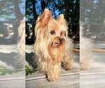 Small Photo #4 Yorkshire Terrier Breeder Profile in KEITHVILLE, LA, USA