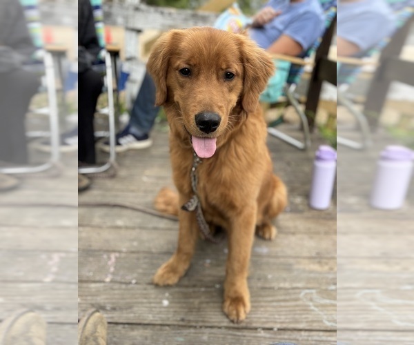 Medium Photo #2 Goldendoodle Breeder Profile in EXETER, RI, USA