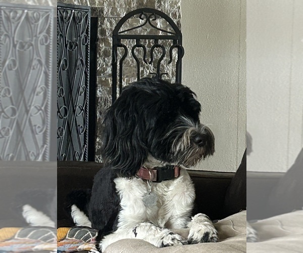 Medium Photo #9 Portuguese Water Dog Breeder Profile in BAYTOWN, TX, USA