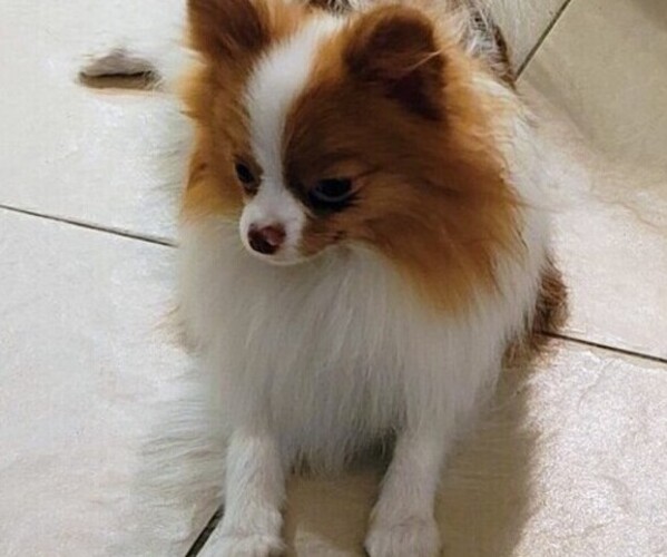 Medium Photo #1 Pomeranian Breeder Profile in MENIFEE, CA, USA