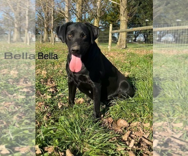 Medium Photo #4 Labrador Retriever Breeder Profile in FREDERICKSBG, OH, USA