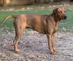 Small Photo #9 Labrador Retriever-Rhodesian Ridgeback Mix Breeder Profile in FRESNO, CA, USA