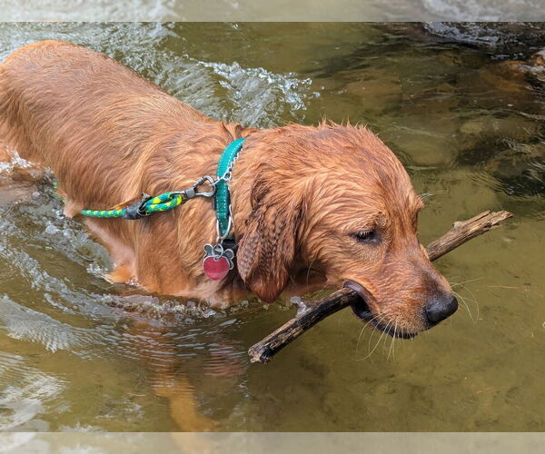 Medium Photo #4 Golden Retriever Breeder Profile in ROCHESTER, MN, USA