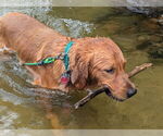 Small Photo #4 Golden Retriever Breeder Profile in ROCHESTER, MN, USA