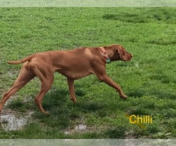 Medium Photo #1 Vizsla Breeder Profile in GREENFIELD, IA, USA