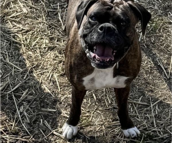 Medium Photo #1 Boxer Breeder Profile in LANSING, MI, USA