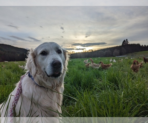 Medium Photo #1 English Cream Golden Retriever Breeder Profile in JUNCTION CITY, OR, USA
