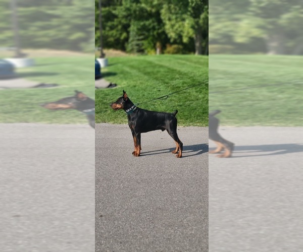 Medium Photo #1 Doberman Pinscher Breeder Profile in MACOMB TOWNSHIP, MI, USA